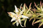 Sandbog deathcamas